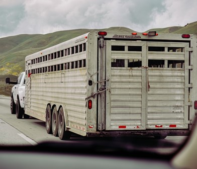 USRider Providing Comprehensive Roadside Assistance with Horse Care in Mind