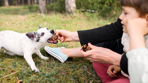 The Pride Dog Food on How to Support Everyday Energy, Digestion, and Long-Term Health